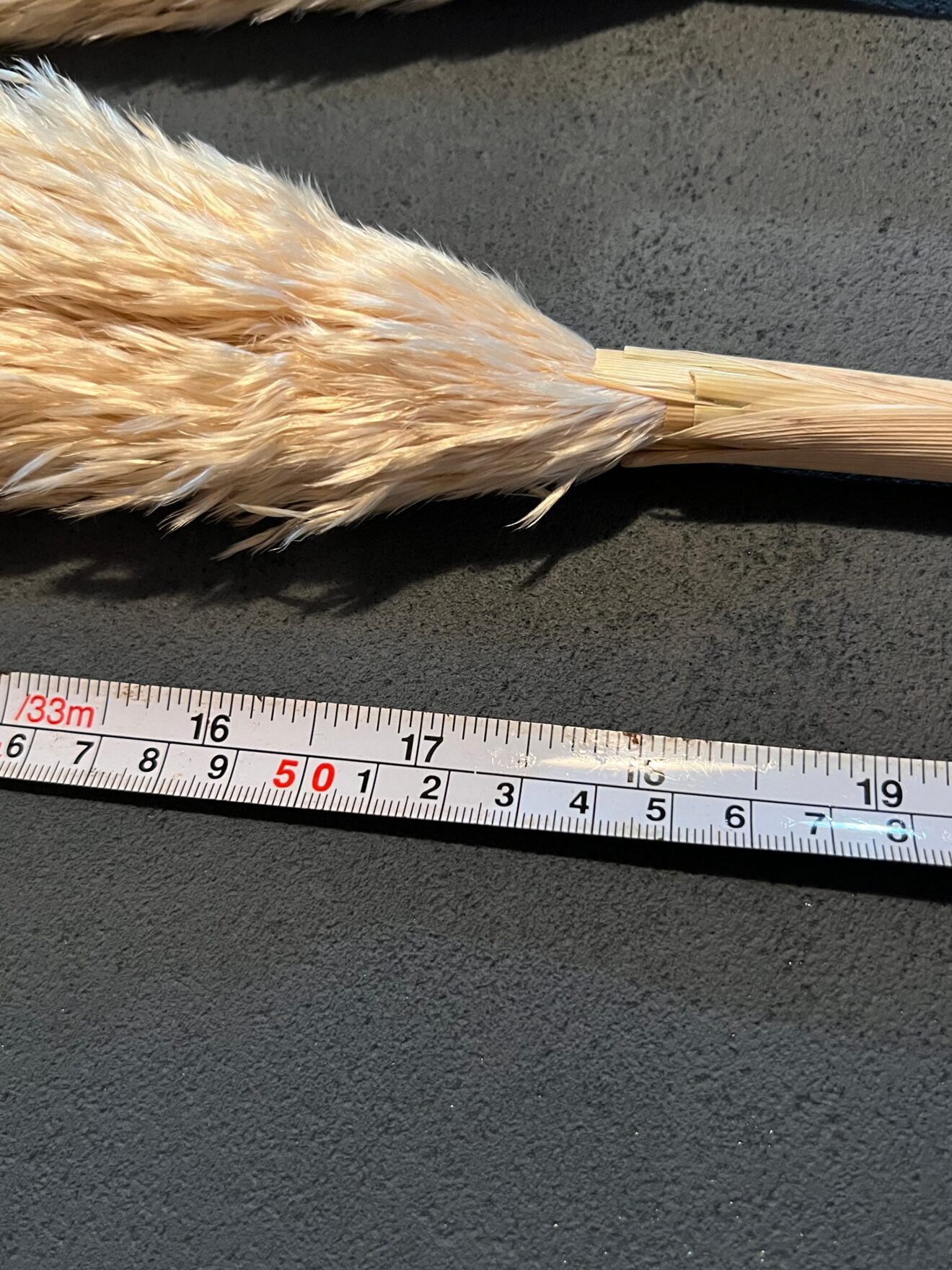 花穂５０センチ以上！　ふわふわもふもふのパンパスグラス５本セット