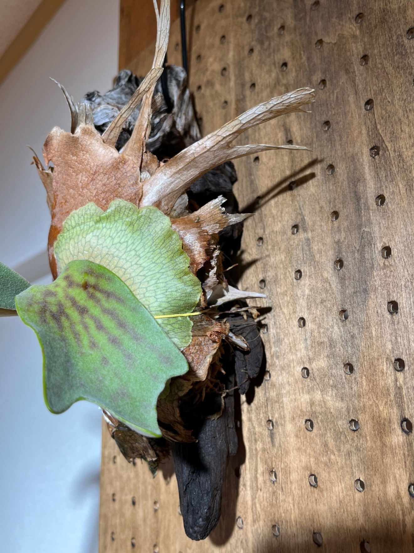 【流木仕立て】ビカクシダ ベイチー｜壁掛けOK・初心者歓迎🌿