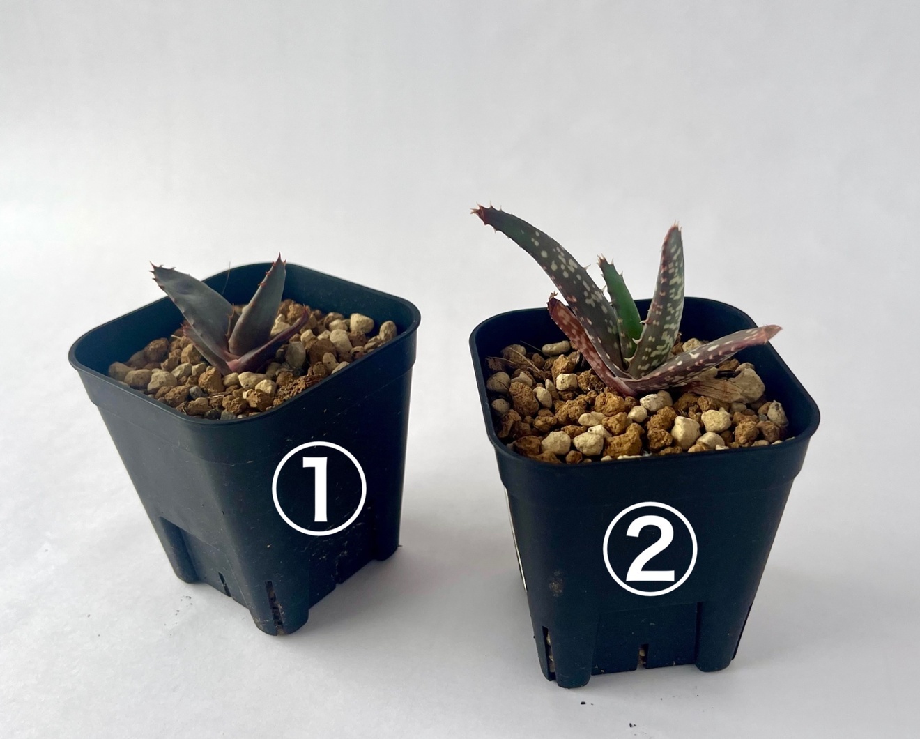 アロエ チャバウディ 育てやすい多肉植物／インテリアグリーンに◎