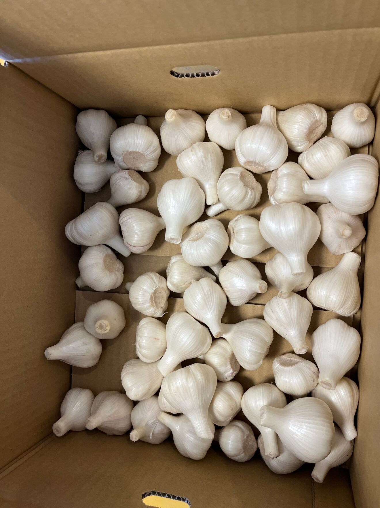 【ご家庭用】新にんにく10kg