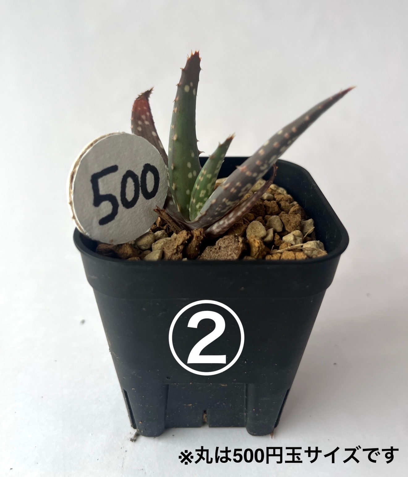 アロエ チャバウディ 育てやすい多肉植物／インテリアグリーンに◎