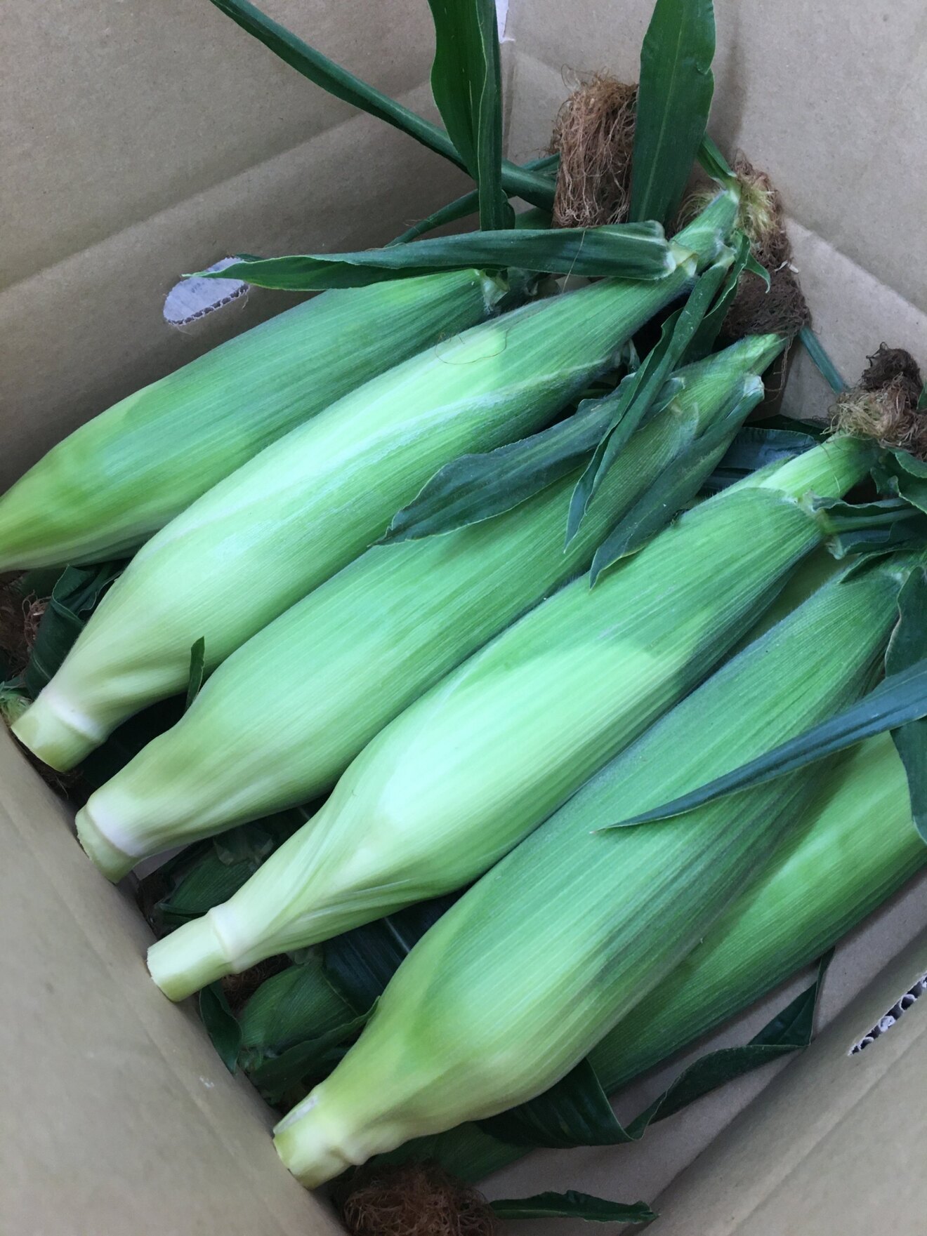 【大大大満足】BIGサイズを厳選！白いとうもろこし「ピュアホワイト」３０本