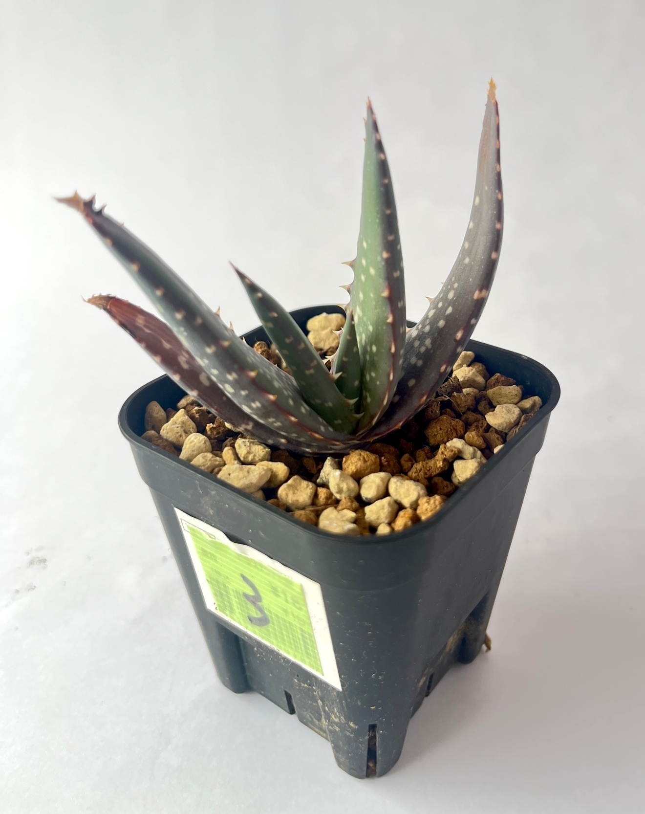 アロエ チャバウディ 育てやすい多肉植物／インテリアグリーンに◎