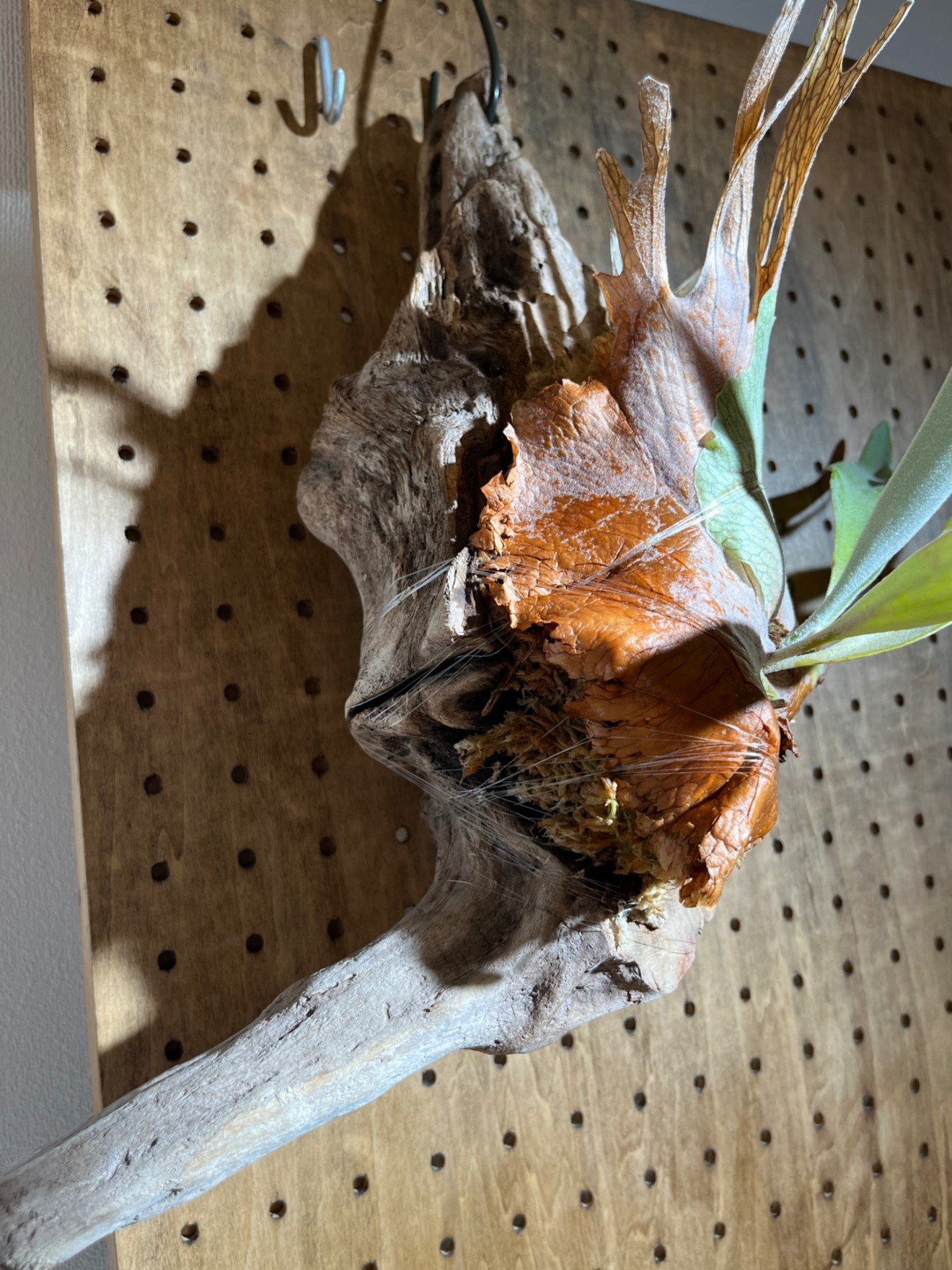 【流木仕立て】ビカクシダ ベイチー｜壁掛けOK・初心者歓迎🌿