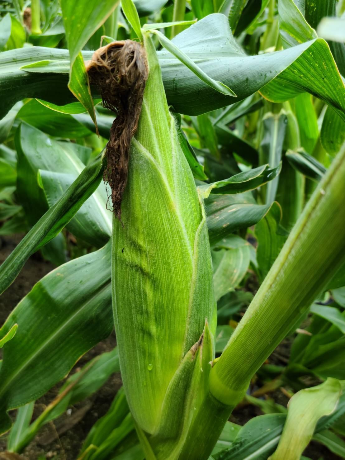 【大大大満足】BIGサイズを厳選！白いとうもろこし「ピュアホワイト」３０本