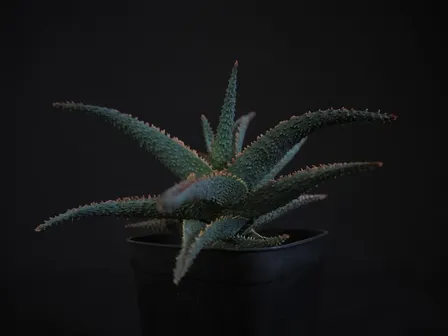 【初出品記念特価】✨️アロエ ラベンダースター✨ 鉢ごと発送で安心！子株付き🌱