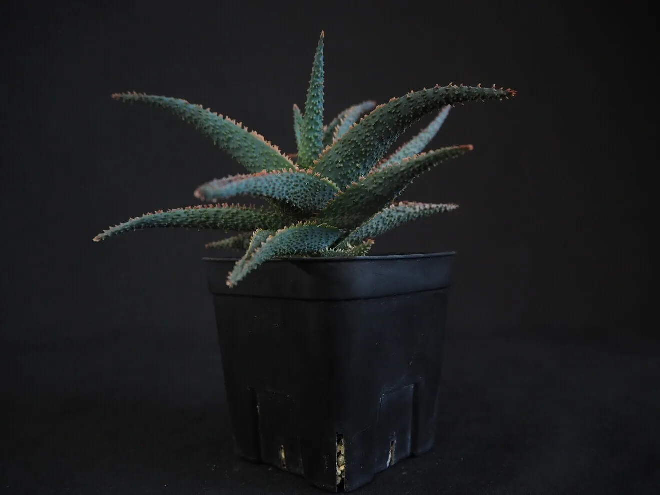 【初出品記念特価】✨️アロエ ラベンダースター✨ 鉢ごと発送で安心！子株付き🌱