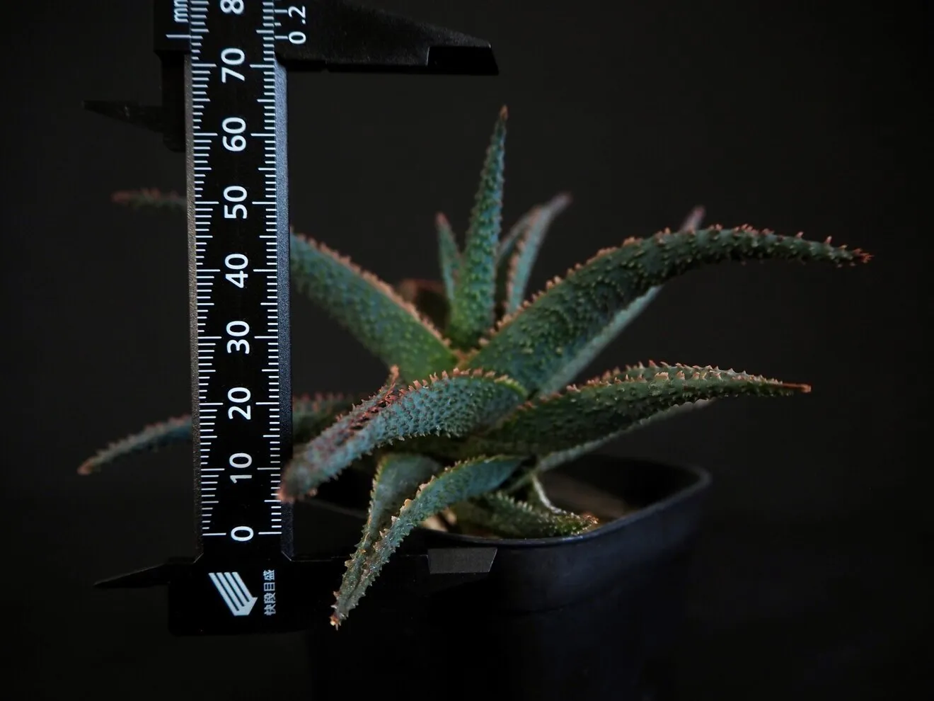 【初出品記念特価】✨️アロエ ラベンダースター✨ 鉢ごと発送で安心！子株付き🌱