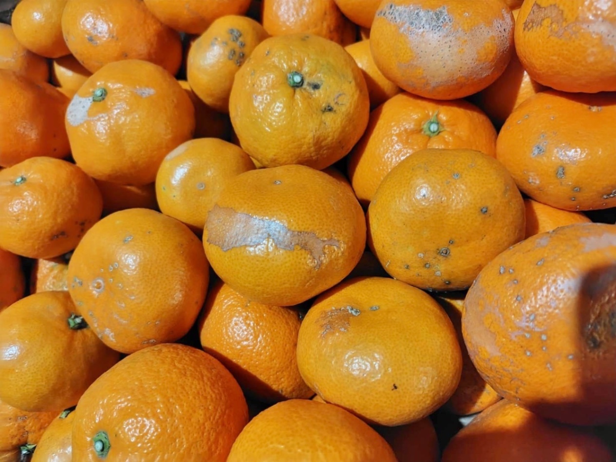 訳ありみかん　10キロ