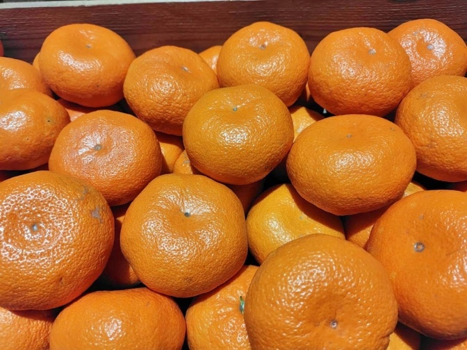 大磯産　大玉みかん　10キロ