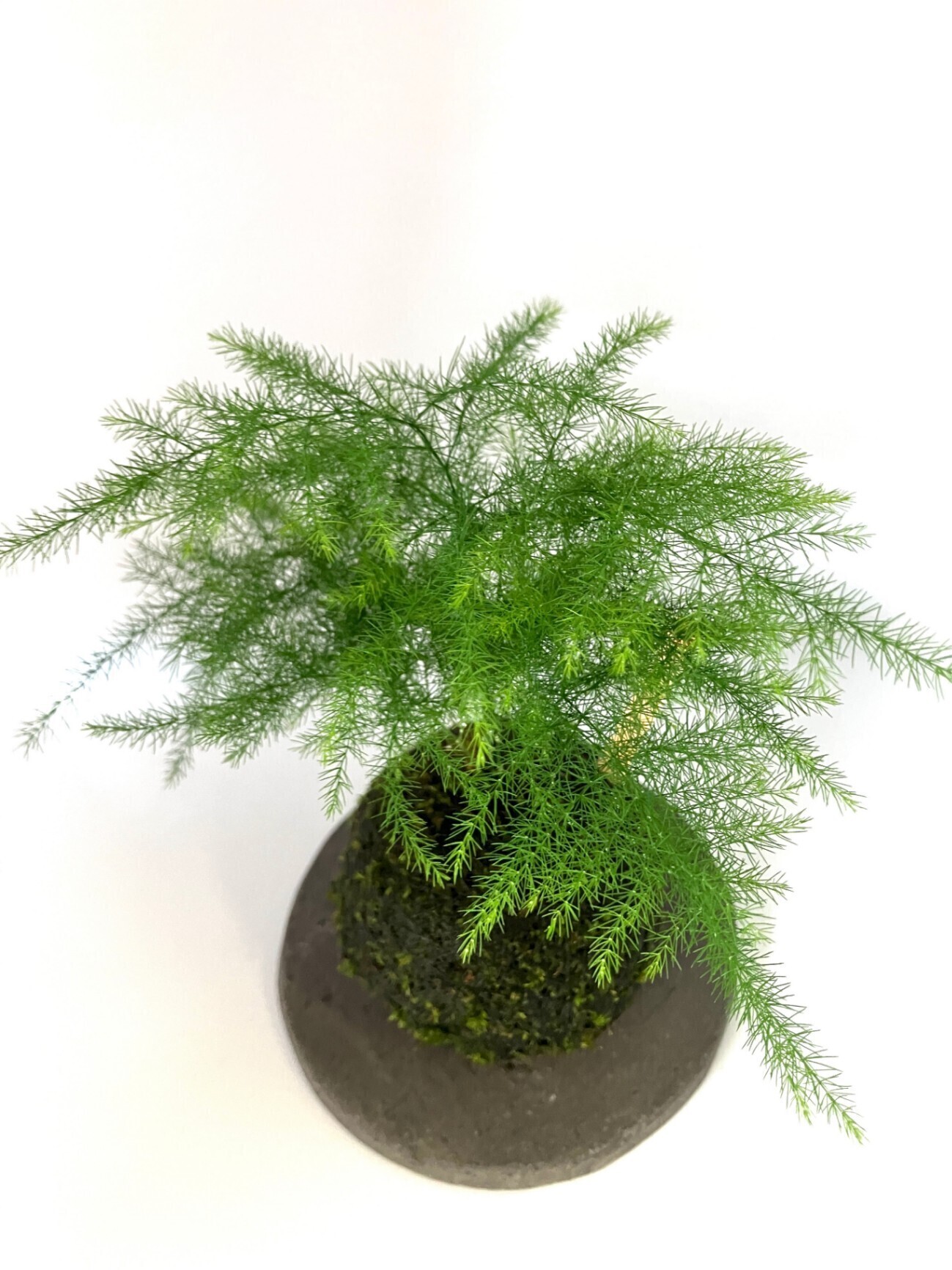 【受皿付】アスパラの苔玉｜ふんわり繊細グリーン｜和モダンインテリア・卓上盆栽