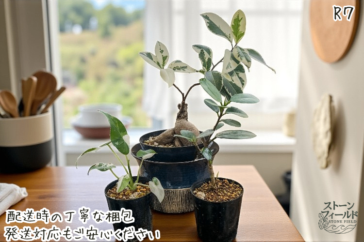 沖縄の小さな農園から｜斑入りガジュマル、パンダガジュマル、アロカシア・オドラ・植物セット・７