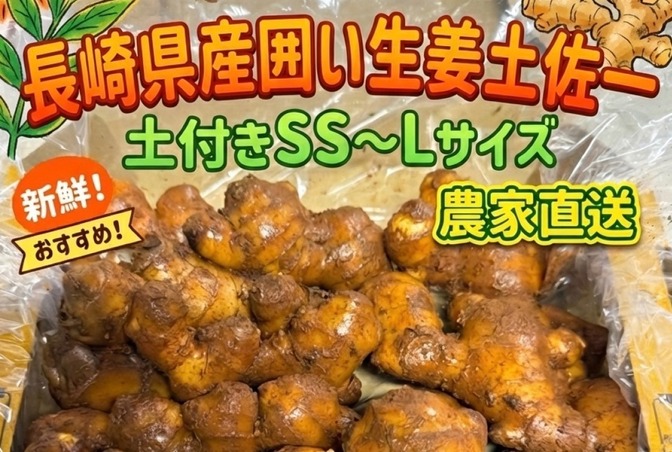 全国送料無料‼️長崎産生姜 1.3kg レターパックプラス