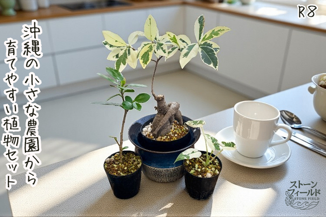 沖縄育ちの植物セット・ガジュマル接木 × アロカシア・オドラ × パンダガジュマル＋ランダム植物１点