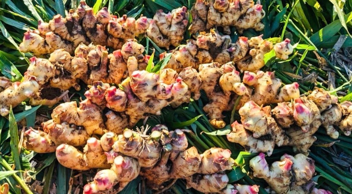 全国送料無料‼️長崎産生姜 1.3kg レターパックプラス