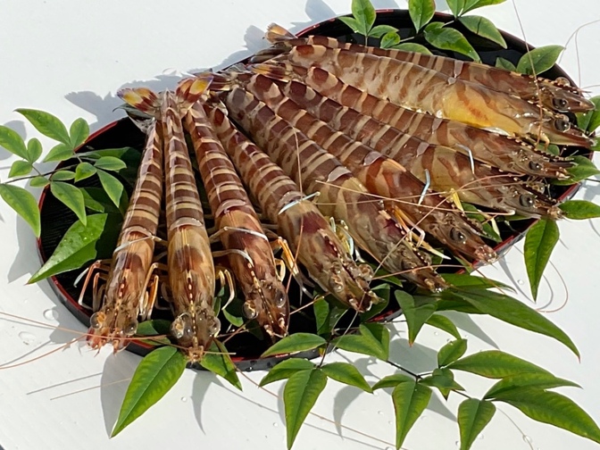 【サイズ特大！9〜11尾 400g】活き〆を急速冷凍！刺身OK