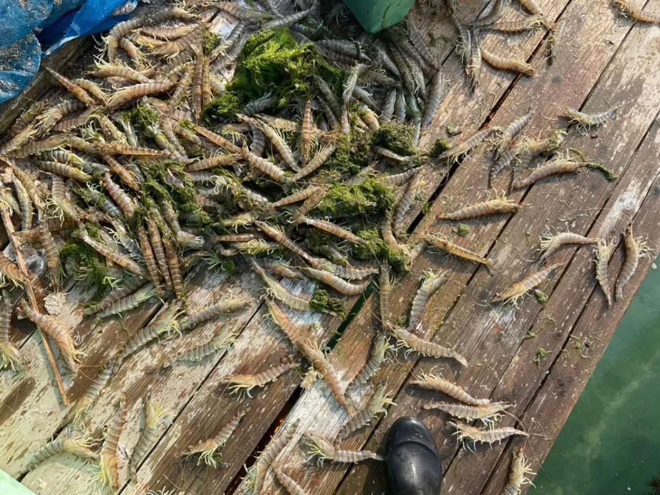 【サイズ特大！9〜11尾 400g】活き〆を急速冷凍！刺身OK