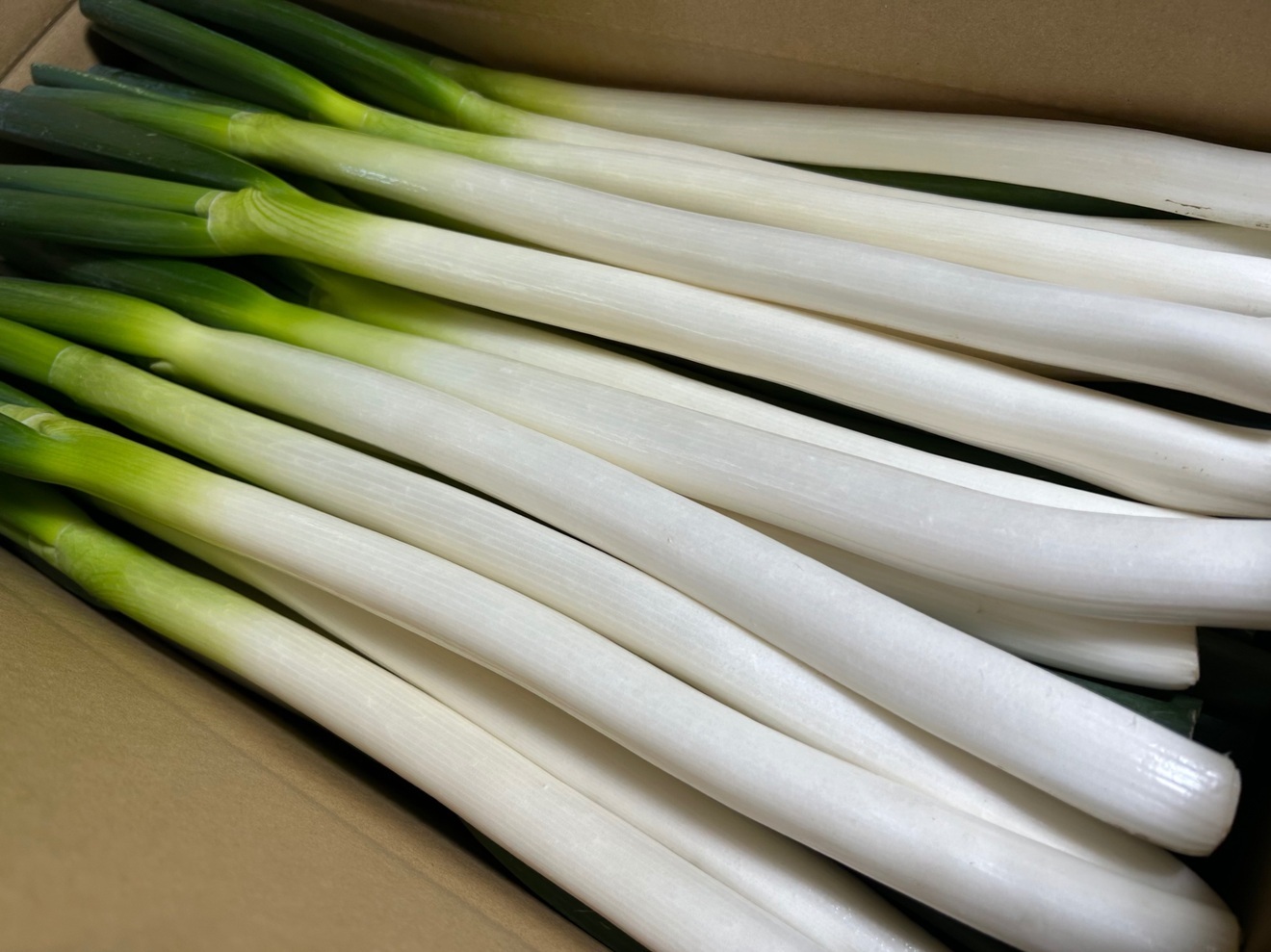 深谷ねぎ(5kg)【剥きねぎ・サイズ不揃い】