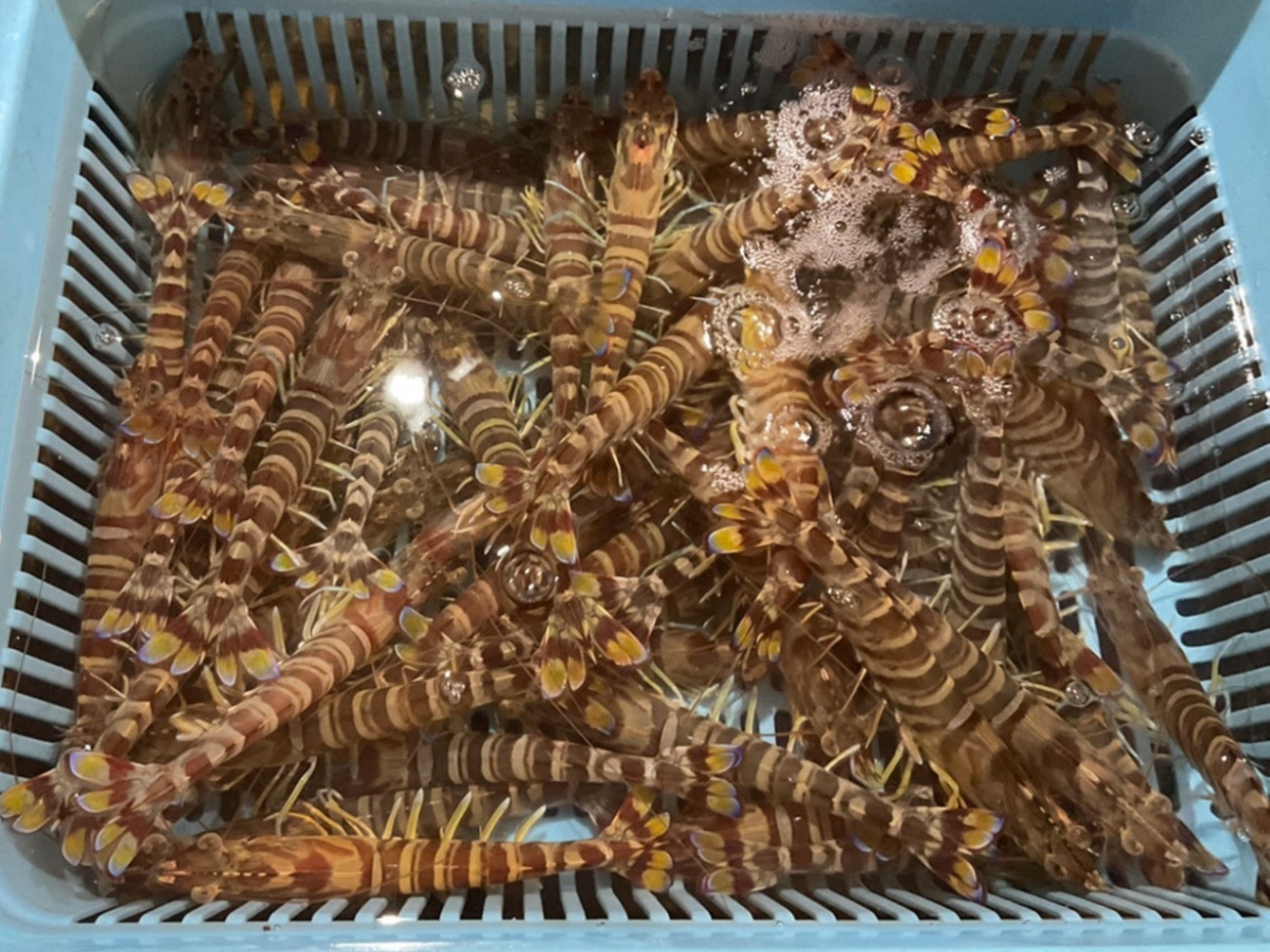 【サイズ特大！9〜11尾 400g】活き〆を急速冷凍！刺身OK