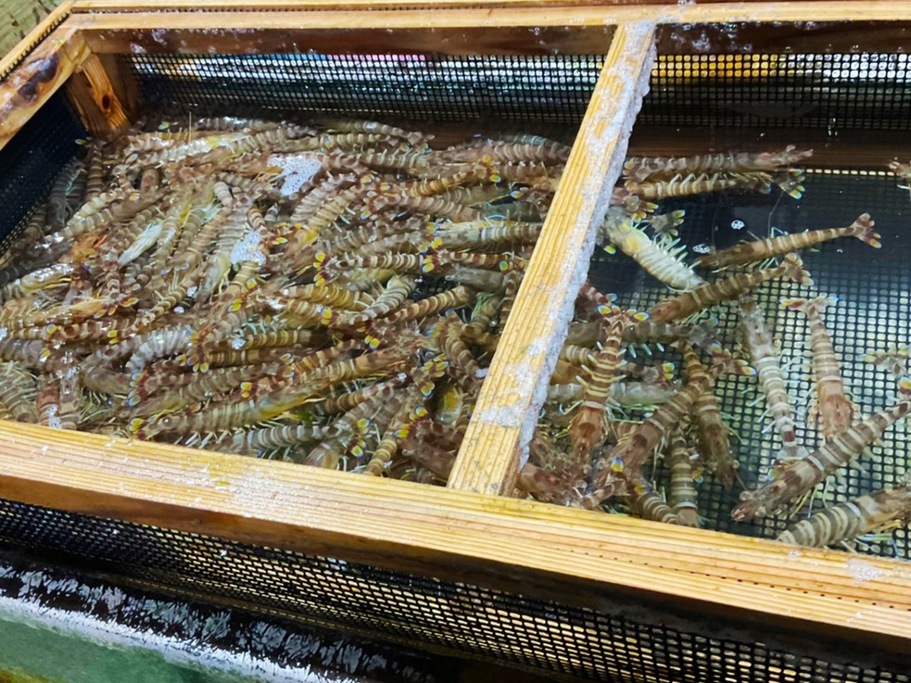 【サイズ特大！9〜11尾 400g】活き〆を急速冷凍！刺身OK