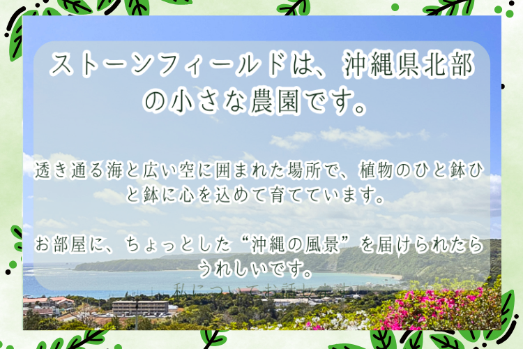 沖縄育ちの植物セット・ガジュマル接木 × アロカシア・オドラ × パンダガジュマル＋ランダム植物１点