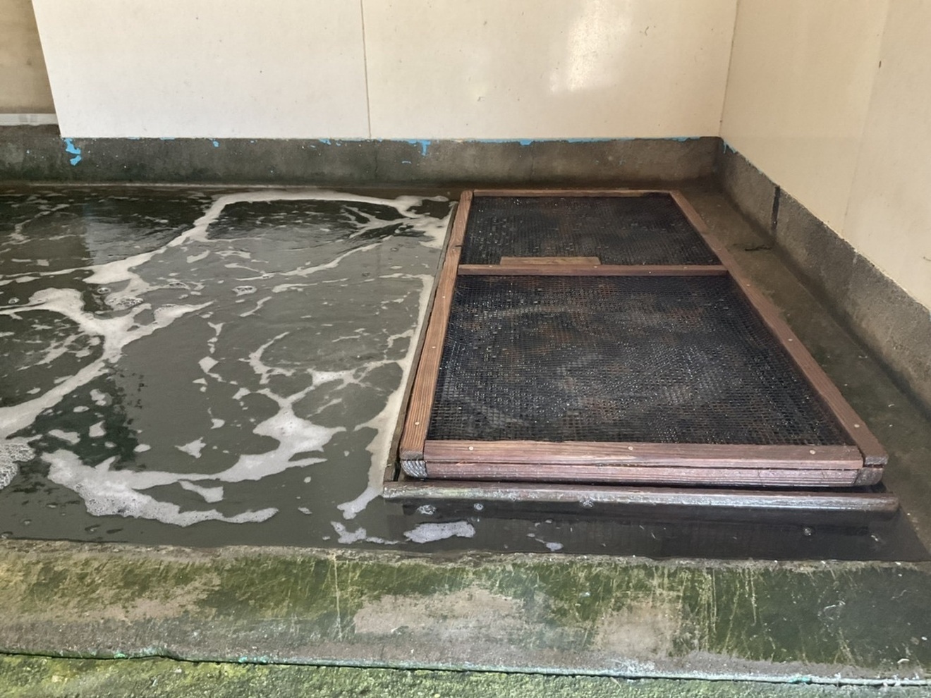 【サイズ特大！9〜11尾 400g】活き〆を急速冷凍！刺身OK