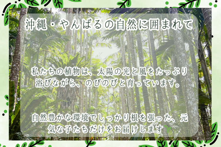 沖縄育ちの植物セット・ガジュマル接木 × アロカシア・オドラ × パンダガジュマル＋ランダム植物１点
