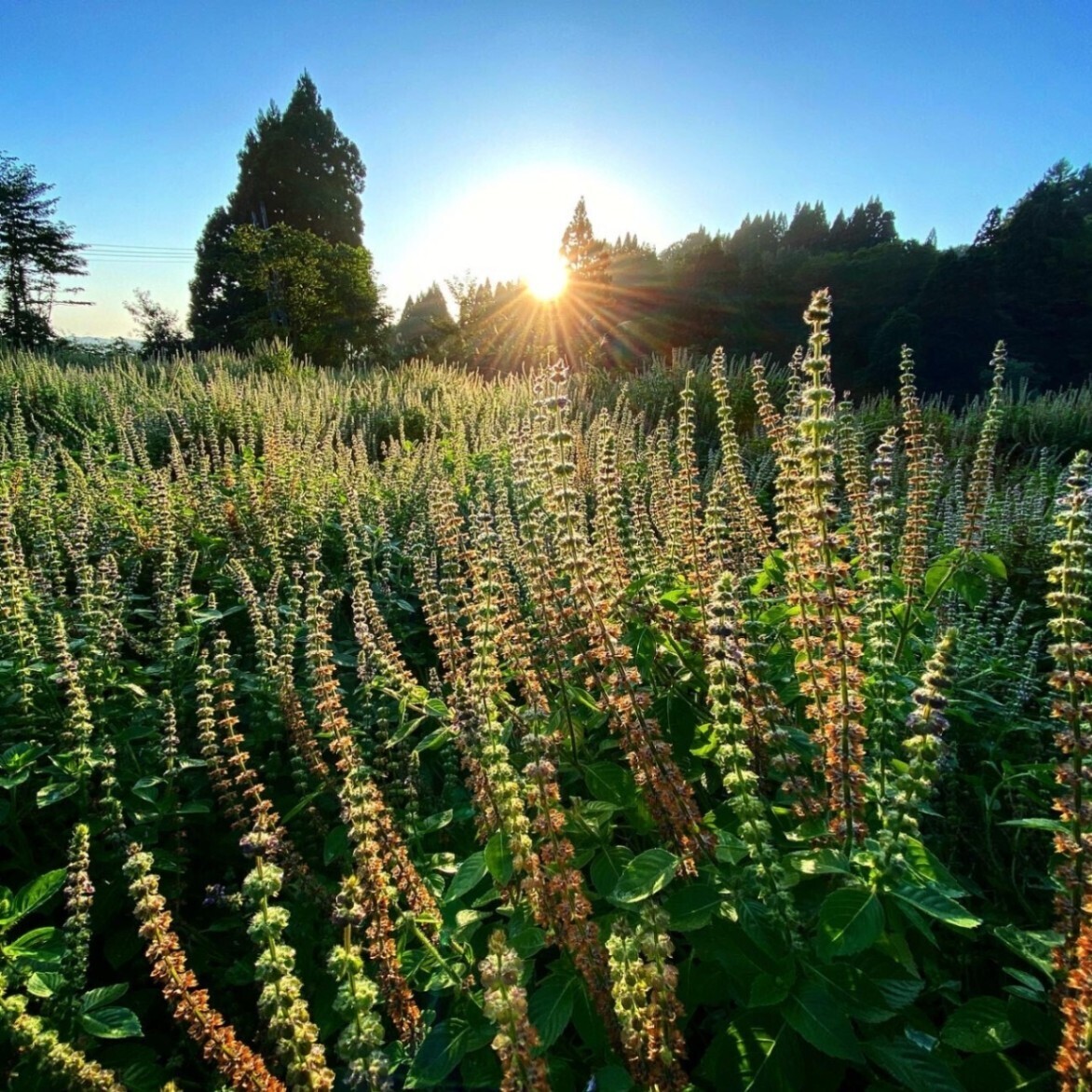 神目箒茶 RAVA（ラヴァ）小
ティーバッグ5袋入り　栽培期間中農薬、化学肥料不使用栽培