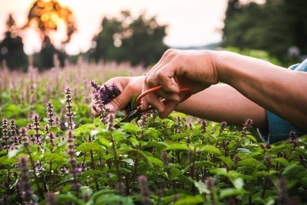 神目箒茶 RAVA（ラヴァ）大
ティーバッグ15袋入り　栽培期間中農薬、化学肥料不使用栽培