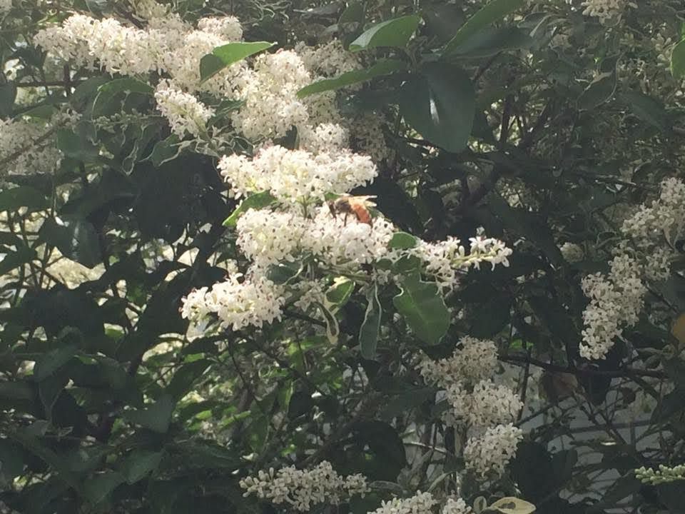 【２本セット】六甲山のはちみつ　１７０グラム　パウチ２本セット【クリックポスト】