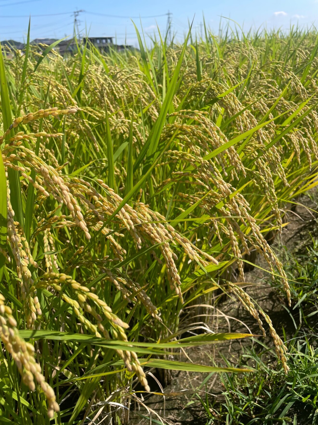 令和7年度 群馬県産 ひとめぼれ 🌾 5kg