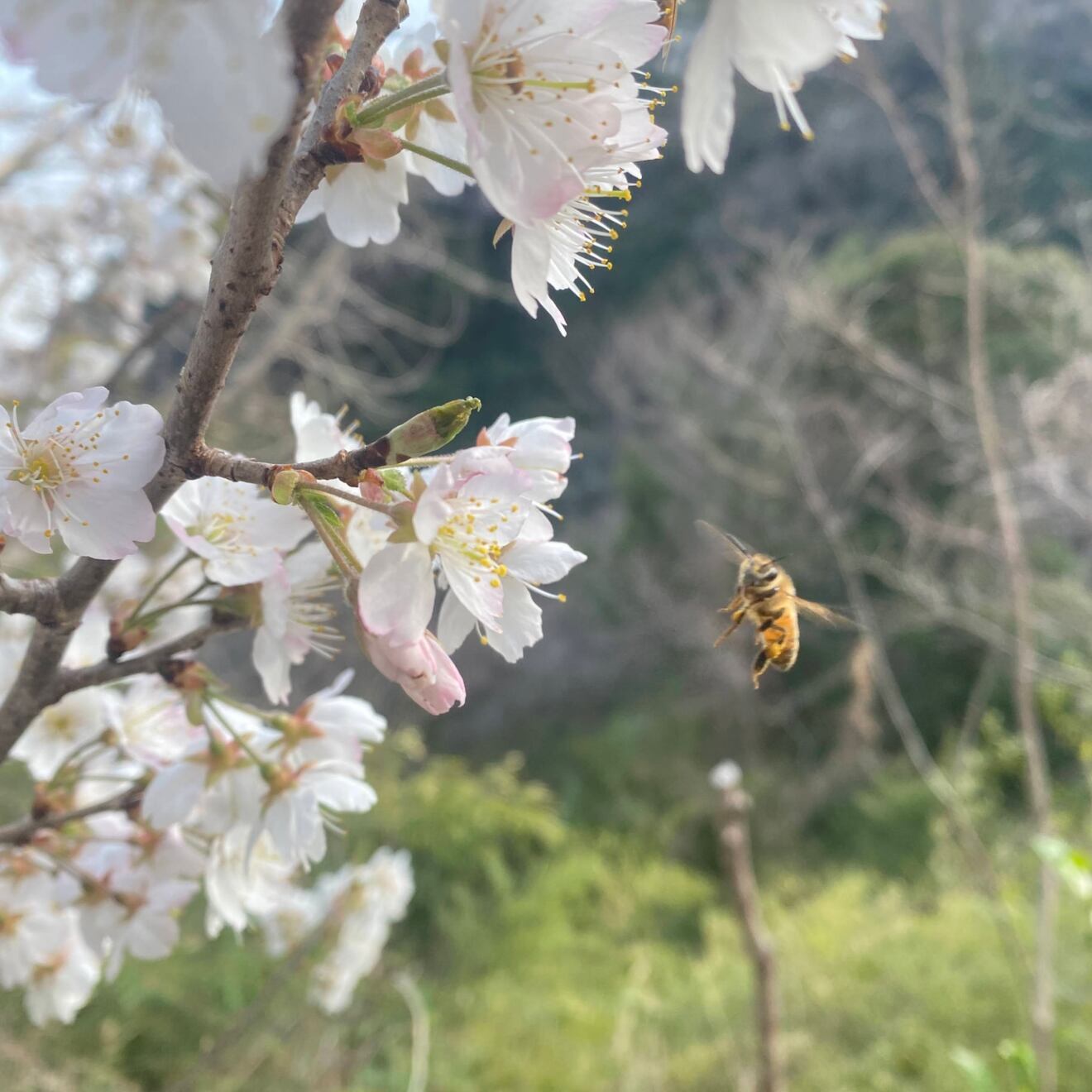 【３本セット】六甲山のはちみつ　１７０グラム　パウチ３本セット【クリックポスト】