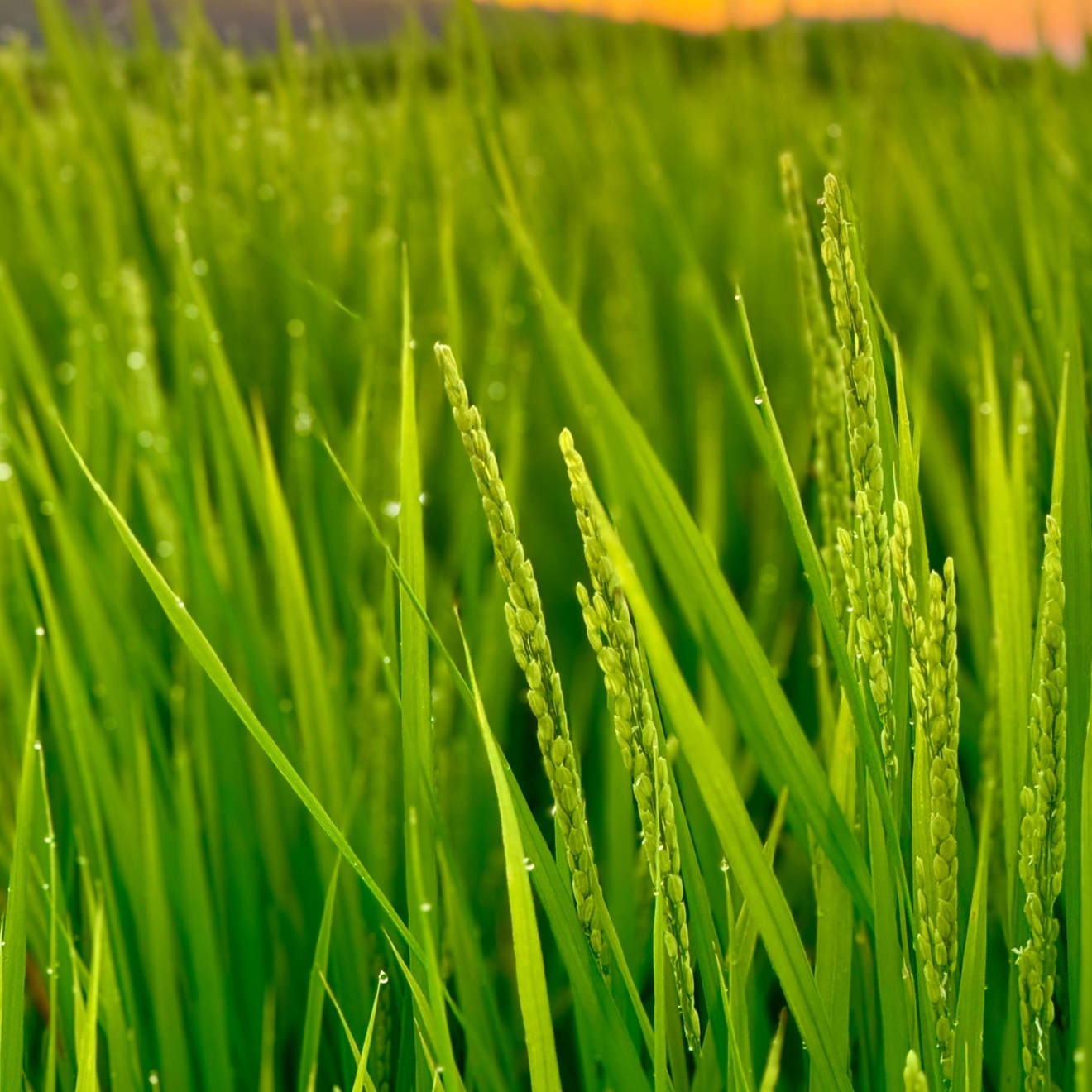 【令和7年産　こしひかり】5kg　農家直送コシヒカリ
