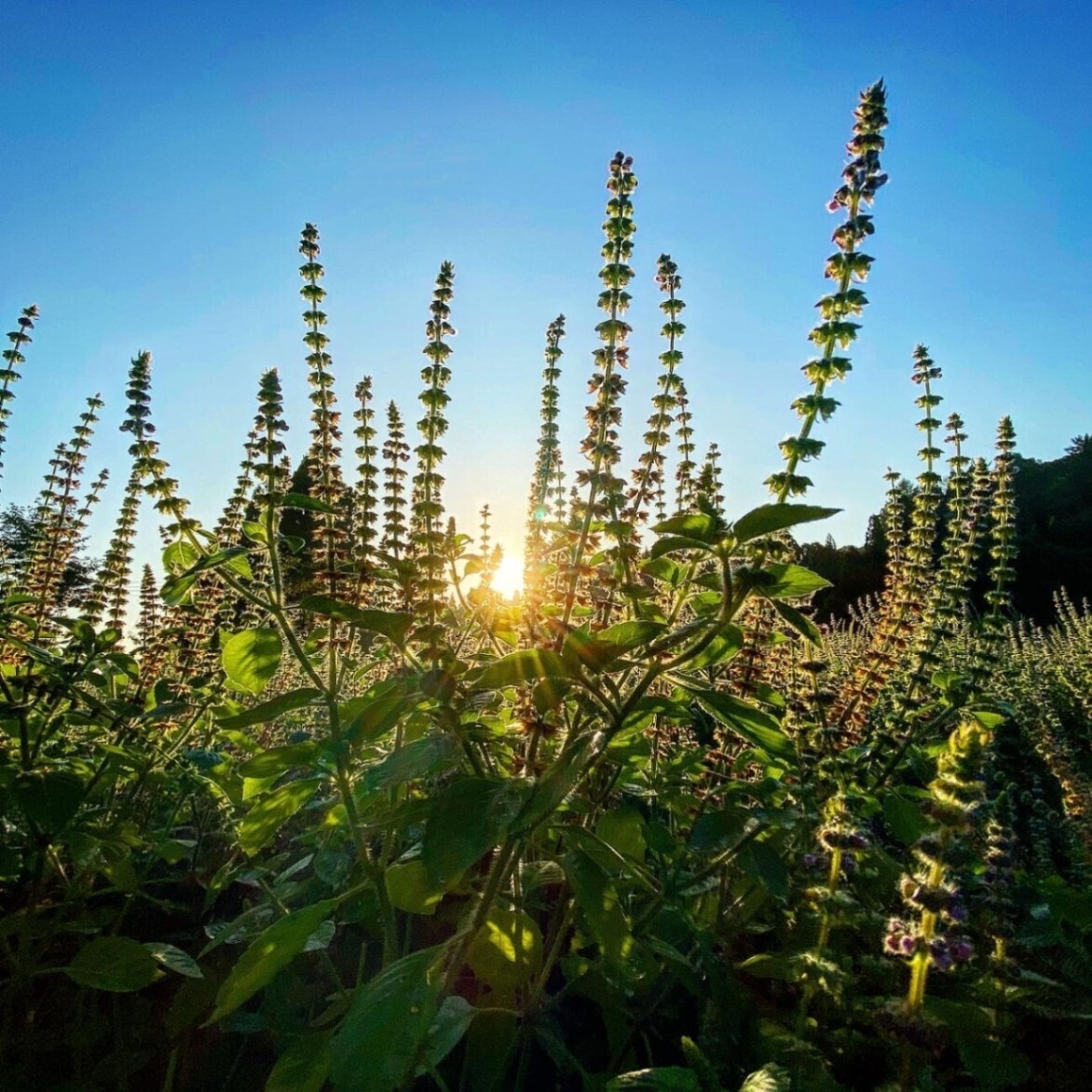 神目箒茶 VANA（ヴァナ）大
ティーバッグ15袋入り　栽培期間中農薬、化学肥料不使用栽培