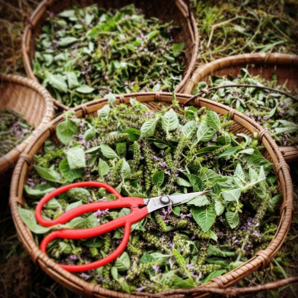 神目箒茶 VANA（ヴァナ）大
ティーバッグ15袋入り　栽培期間中農薬、化学肥料不使用栽培