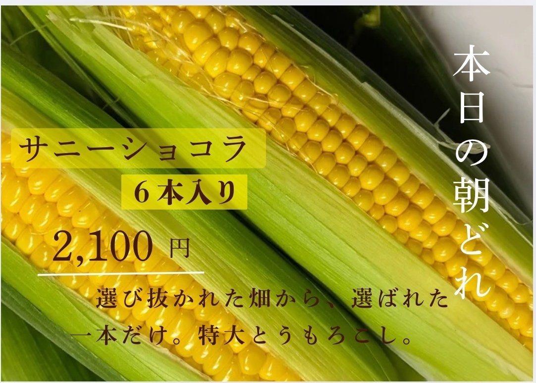 【BIGサイズ】希少！この時期のとうもろこし6本入り♡限定出荷！ 朝採れの新鮮さをそのまま食卓へ