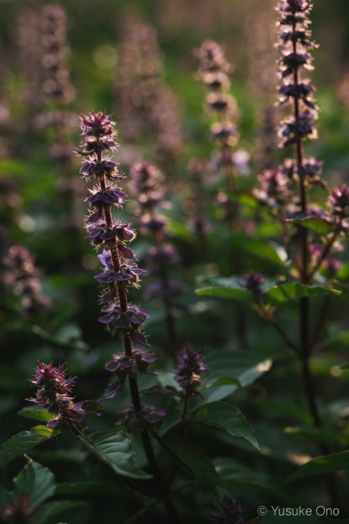 神目箒茶 RAMA（ラーマ）花茶 大
ティーバッグ15袋入り　栽培期間中農薬、化学肥料不使用栽培
