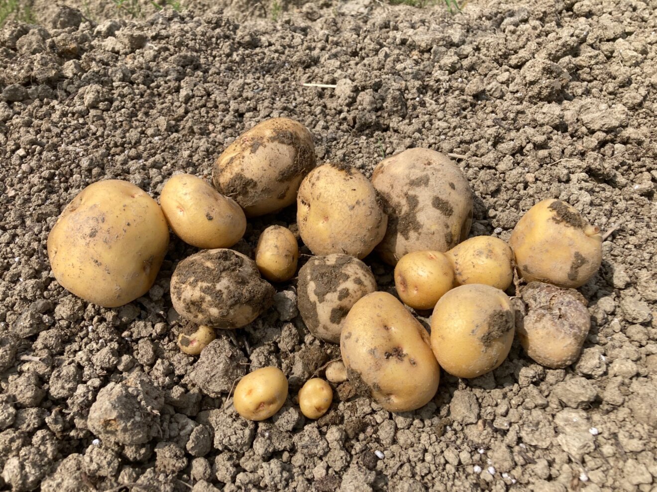 【予約販売】6/28発送【関東〜関西エリア限定】きたあかり🥔農林1号MIX【60サイズ】総重量2kg