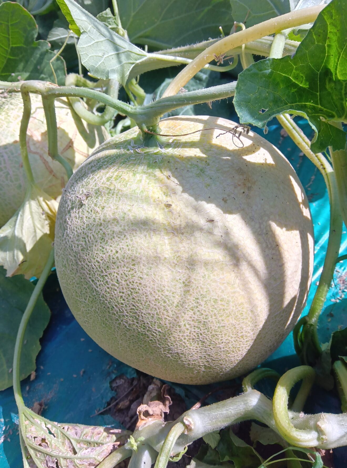 庄内砂丘産　ご自宅用　皮の際まで食べれる白肉系メロン