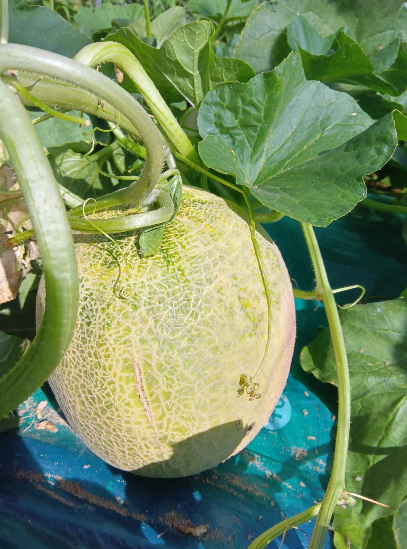 庄内砂丘産　ご自宅用　皮の際まで食べれる白肉系メロン