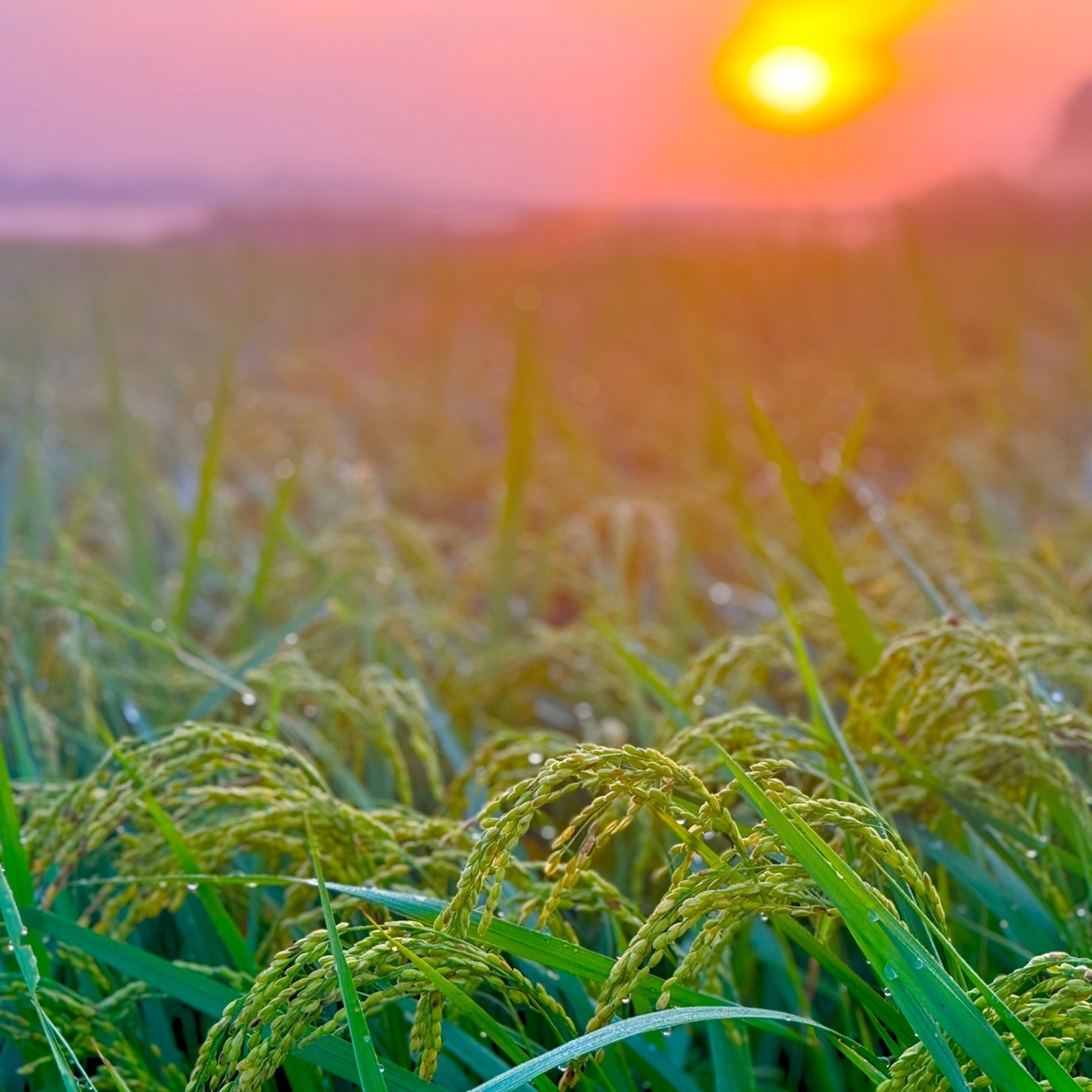 【令和7年産　こしひかり】10kg　農家直送コシヒカリ