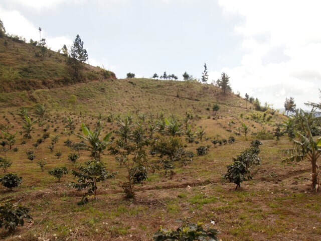 【100g】ブルーマウンテンNo.1 ジャーニーズ・エンド農園