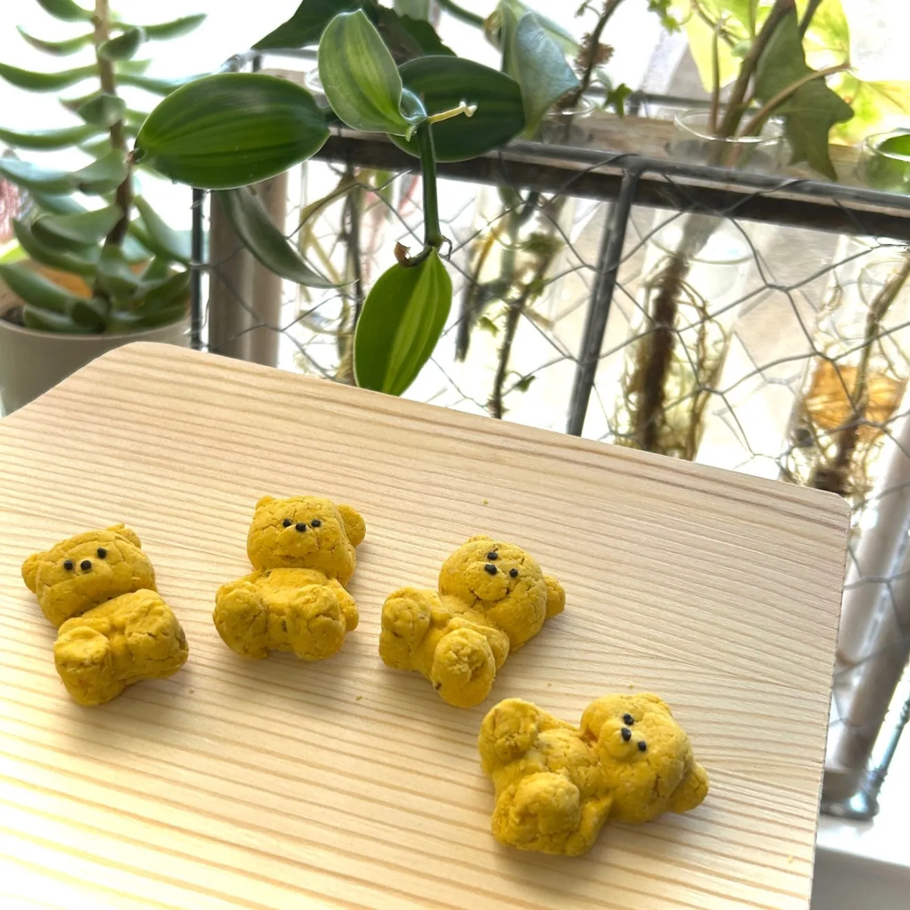 クマのおからクッキー&さくさくれんこんクッキー🎁
わんちゃんは味よりも食感を重視する？！