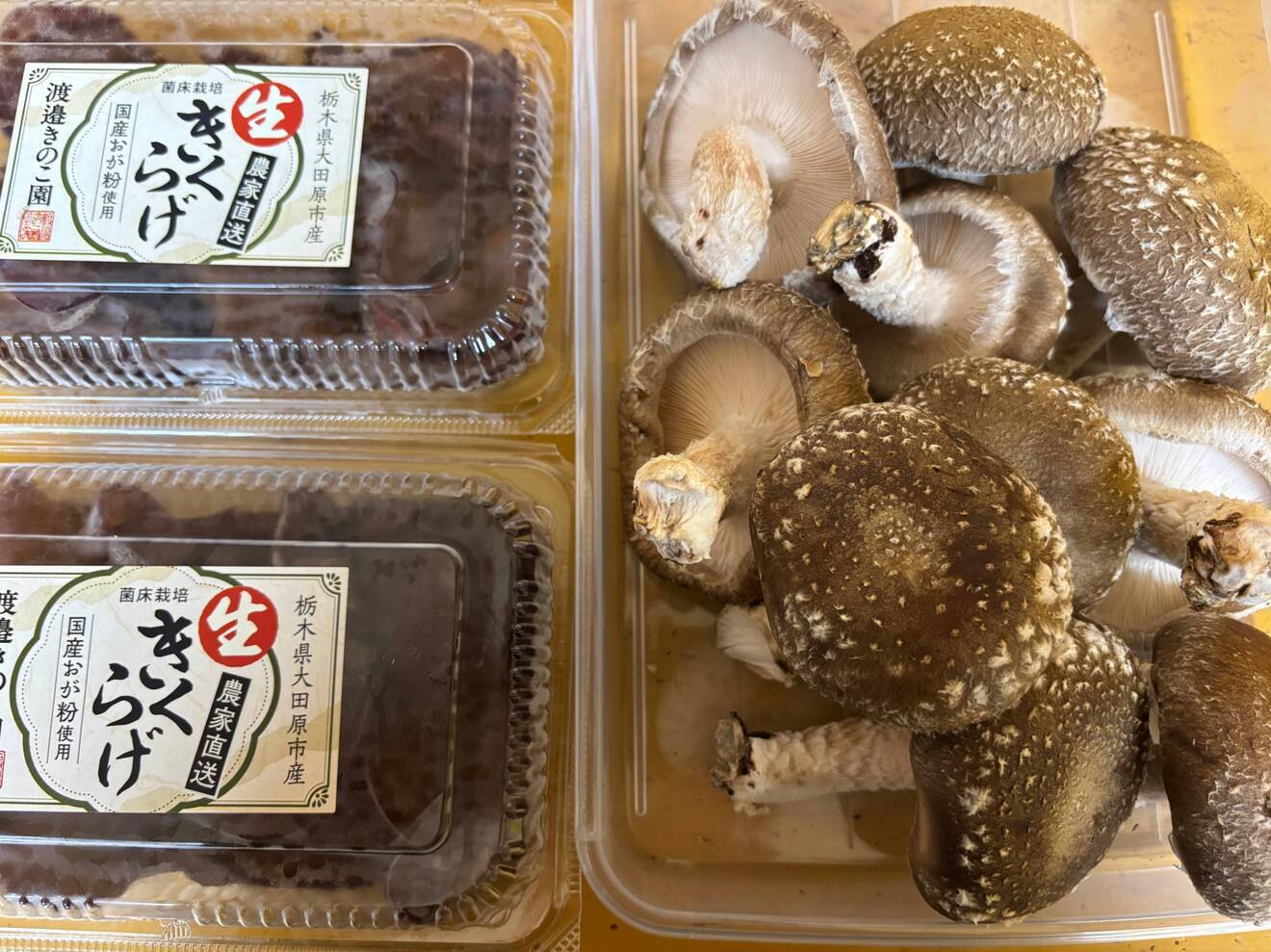 『夏限定‼︎』朝採り生キクラゲと椎茸の詰め合わせセット