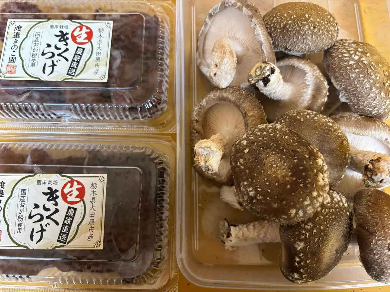 『夏限定‼︎』朝採り生キクラゲと椎茸の詰め合わせセット
