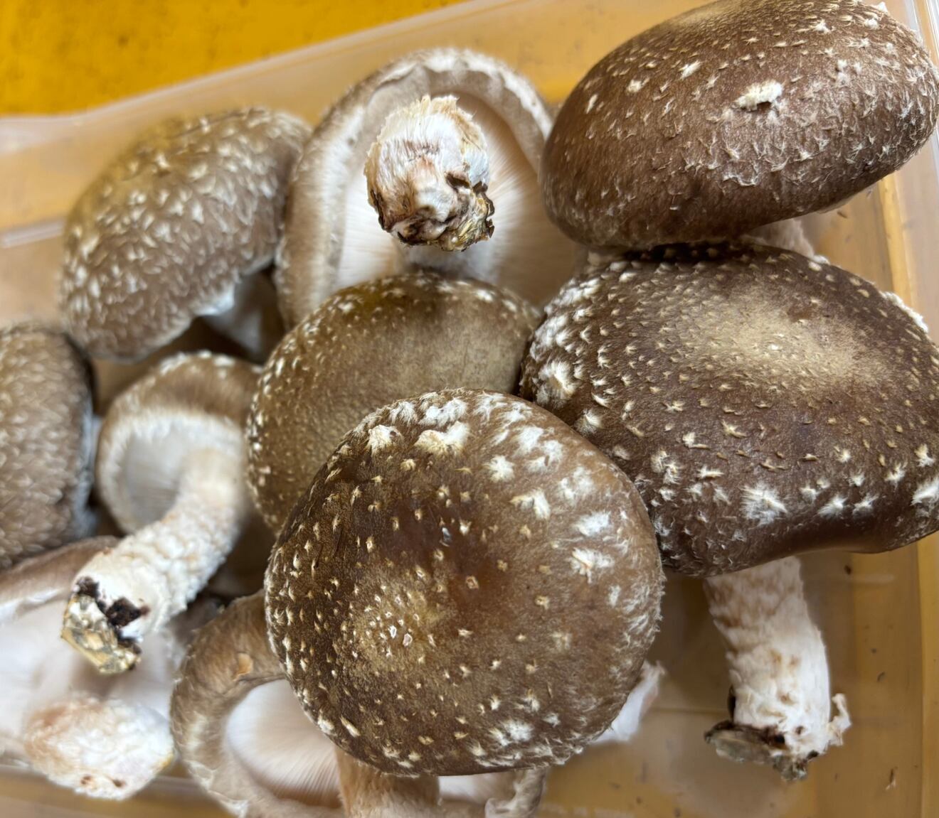 『夏限定‼︎』朝採り生キクラゲと椎茸の詰め合わせセット