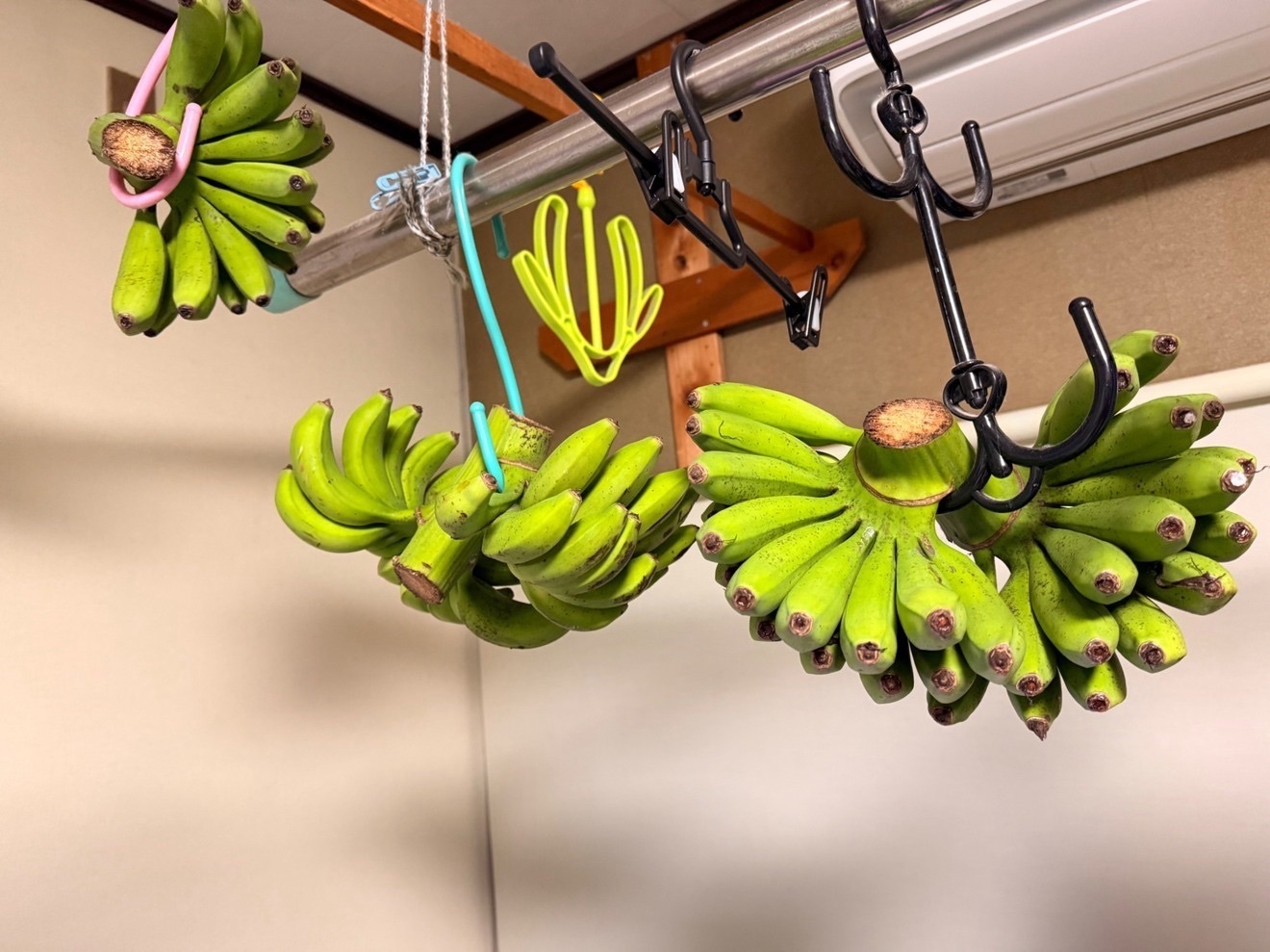 3月上旬まで限定 徳之島産タンカン1.5kg＆島バナナ