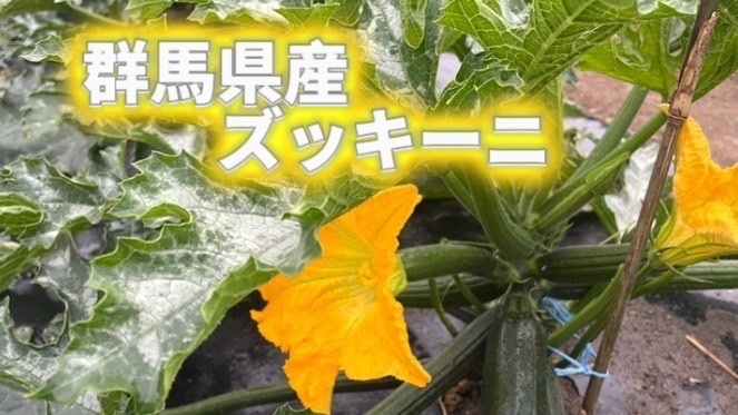 朝採り！群馬県産ズッキーニ 10本