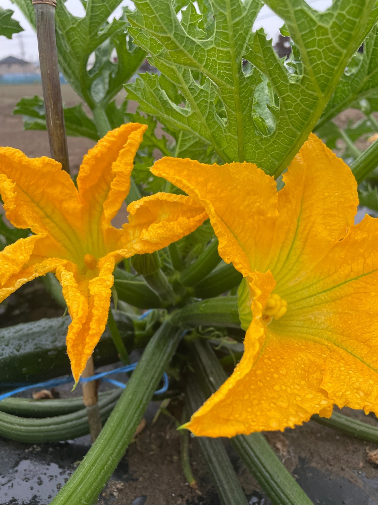 朝採り！群馬県産ズッキーニ 10本