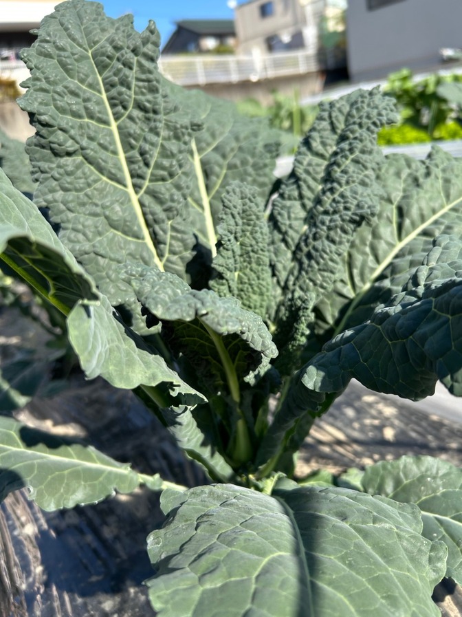 イタリア野菜🇮🇹カーボロネロ
和名では黒キャベツ